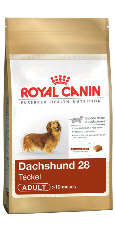 Dachshund Adulto