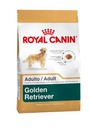 Golden Retriever Adulto