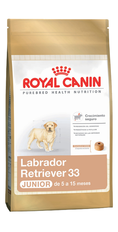Labrador Retriever Puppy