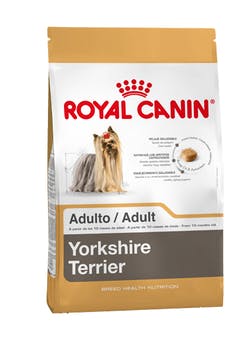 Yorkshire Terrier Adulto