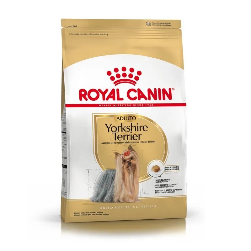 Yorkshire Terrier Adulto