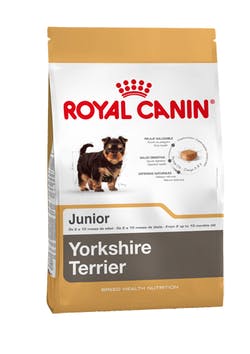 Yorkshire Terrier Puppy