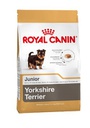 Yorkshire Terrier Puppy