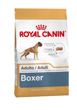Boxer Adulto