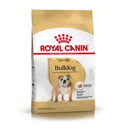 Bulldog Adulto