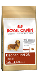 [3743030] Dachshund Adulto