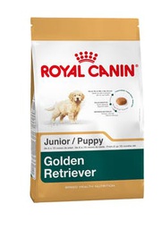 [3816120] Golden Retriever Puppy