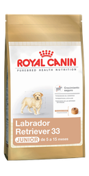 [3821120] Labrador Retriever Puppy