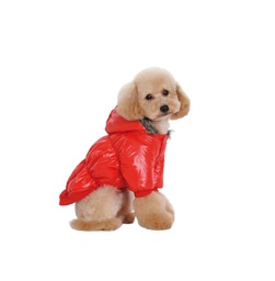 [150262] CAMPERA INFLABLE C/PIEL TALLE L - PER-ROS